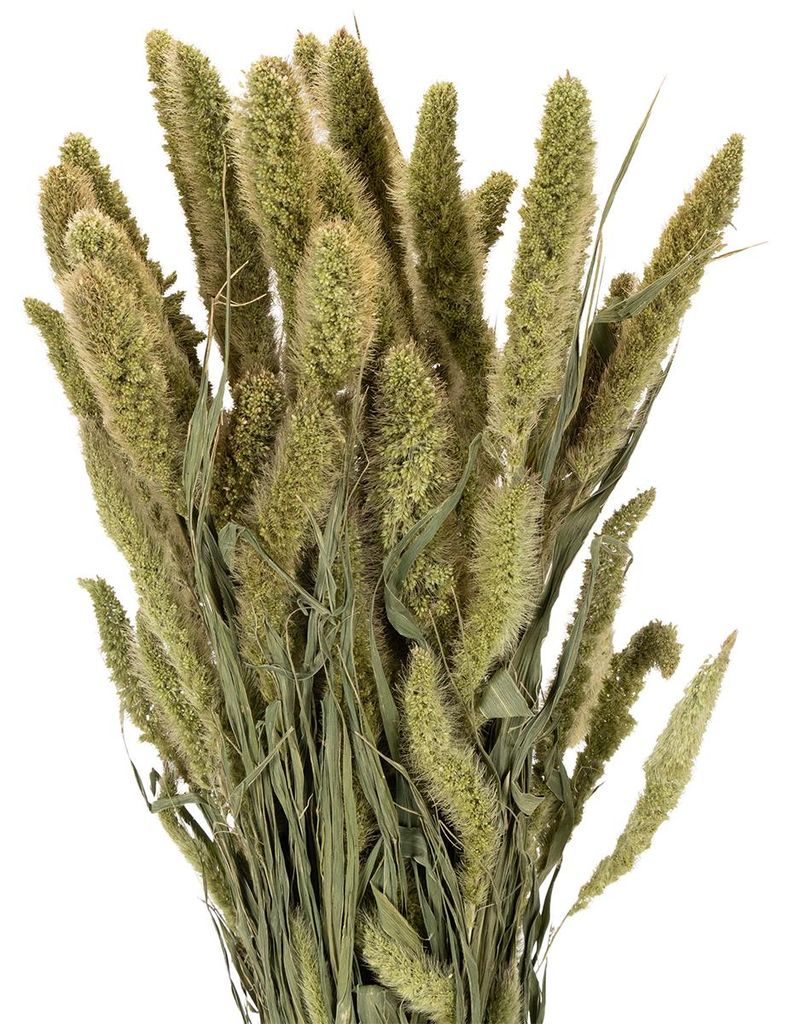 Borstenhirse Trockenblumen ideal für rustikale Dekorationen und Wohnideen