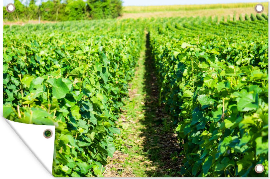 MuchoWow 120x80 cm Outdoor-Poster Gartendeko Sichtschutz Garten Poster für den Garten Reihen grüner Weinstöcke in den Champagner-Weinbergen vo...