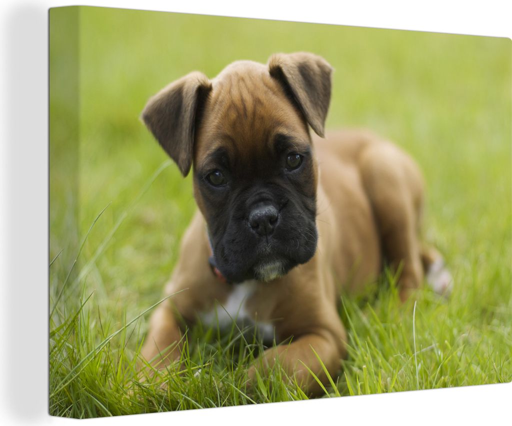 OneMillionCanvasses - Leinwandbilder - 140x90 cm, Boxerwelpe liegt im grünen Gras, Wandbilder Kunstdruck Wanddekoration - Foto auf Leinwand - Ge...