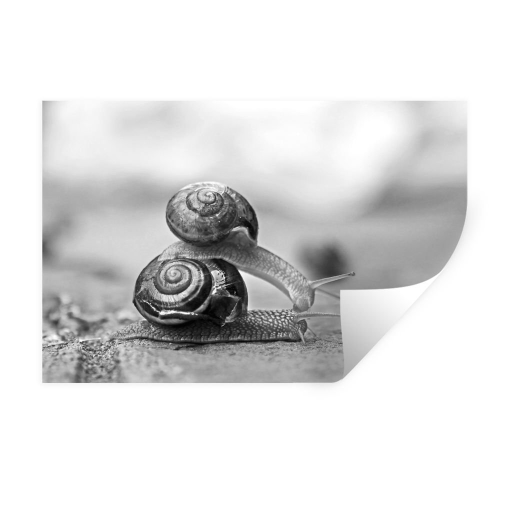 MuchoWow Wandtattoo Wandsticker Wandaufkleber Schnecke, die auf einer anderen Schnecke trampt - schwarz und weiß 90x60 cm Selbstklebend und Repo...