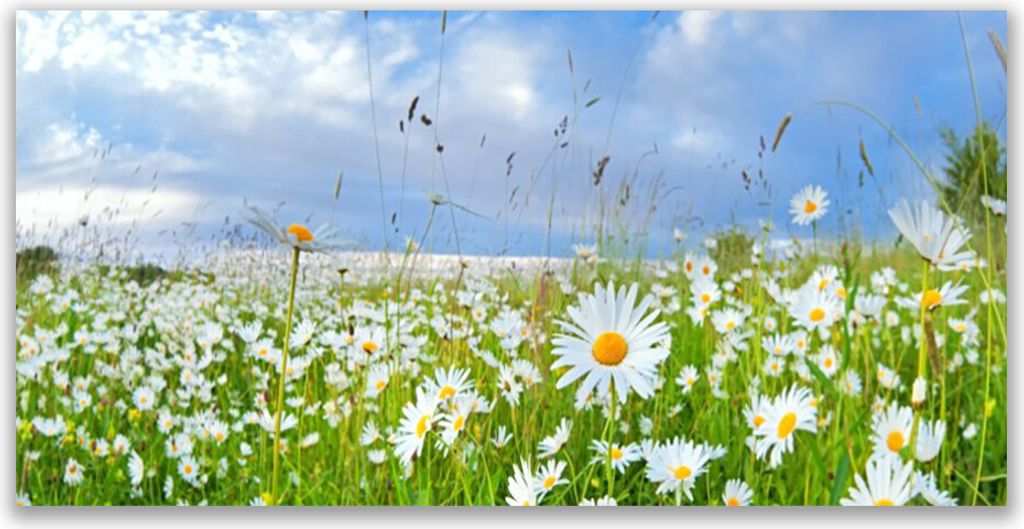 Tulup Leinwand-Bilder 120x60 Wandbild Canvas Kunstdruck Wiese Gänseblümchen Natur