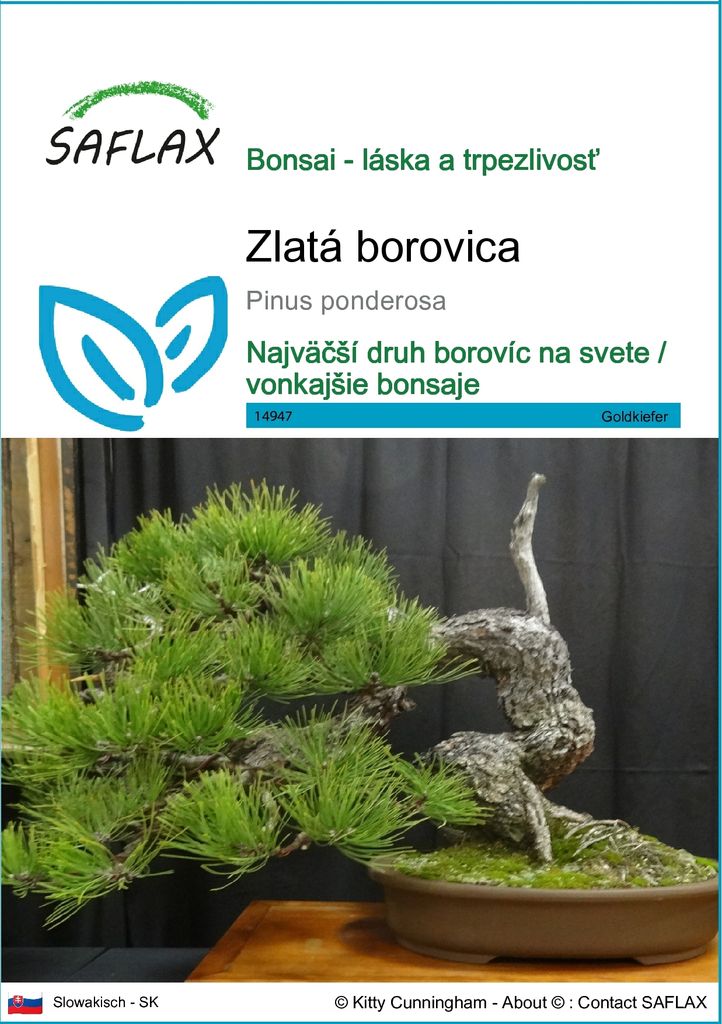 SAFLAX - zlatá borovica - Pinus ponderosa - 20 Semená Obrázok produktu 