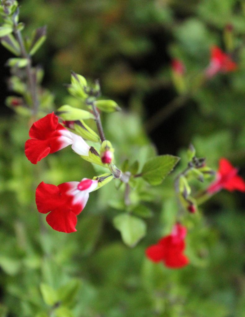 10 Stück Pfirsich - Salbei - Salvia Greggii Hot - Lips -