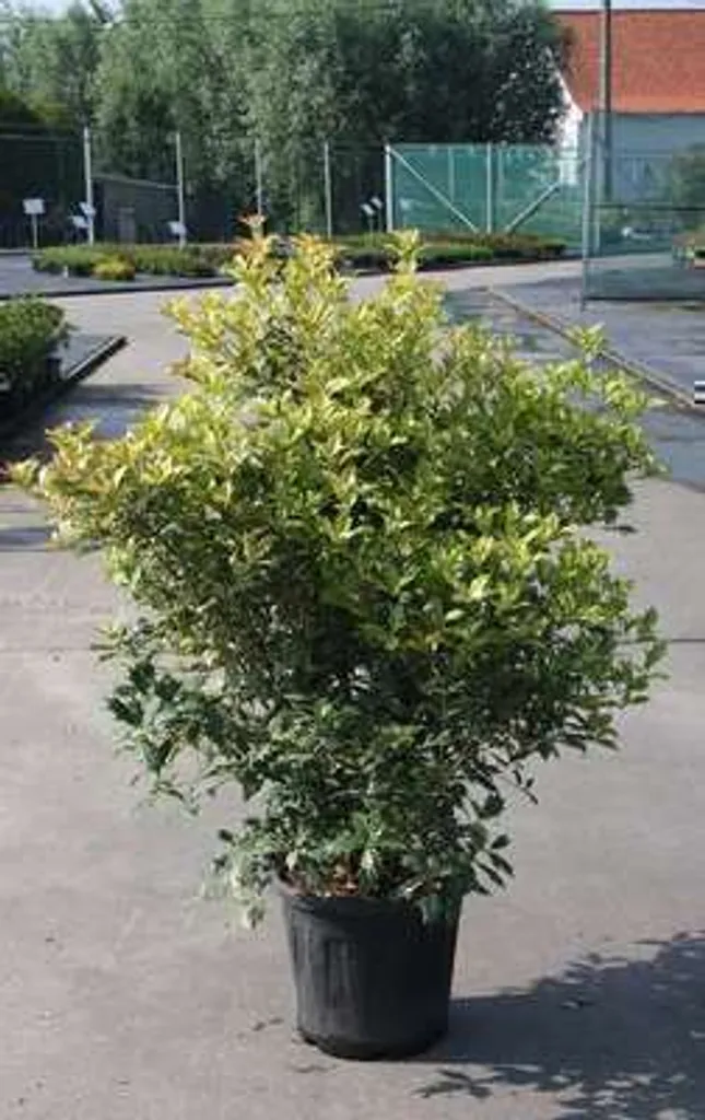 Osmanthus Goshiki tricolore 60-80 cm fleur odorante feuillage piquant