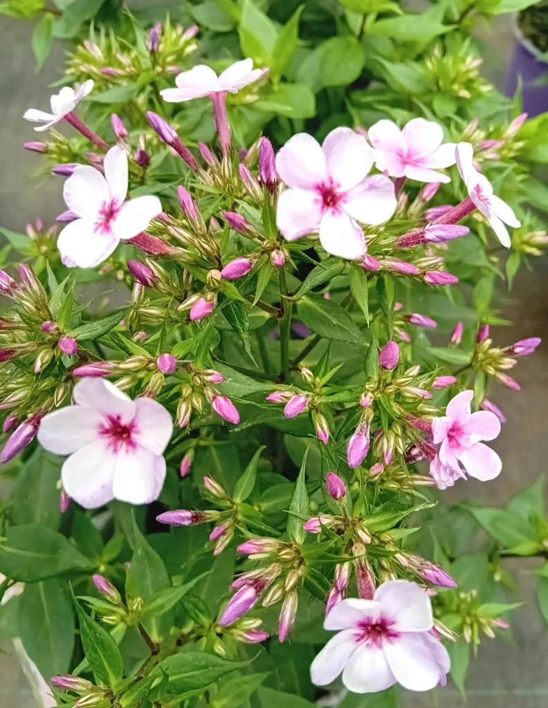 10 Phlox Paniculata Lilac Star pour Créer un Jardin de Fleurs Coupées