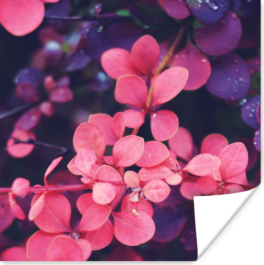 MuchoWow Poster Blumen - Lila - Natur 30x30 cm - Wandposter - Printing
