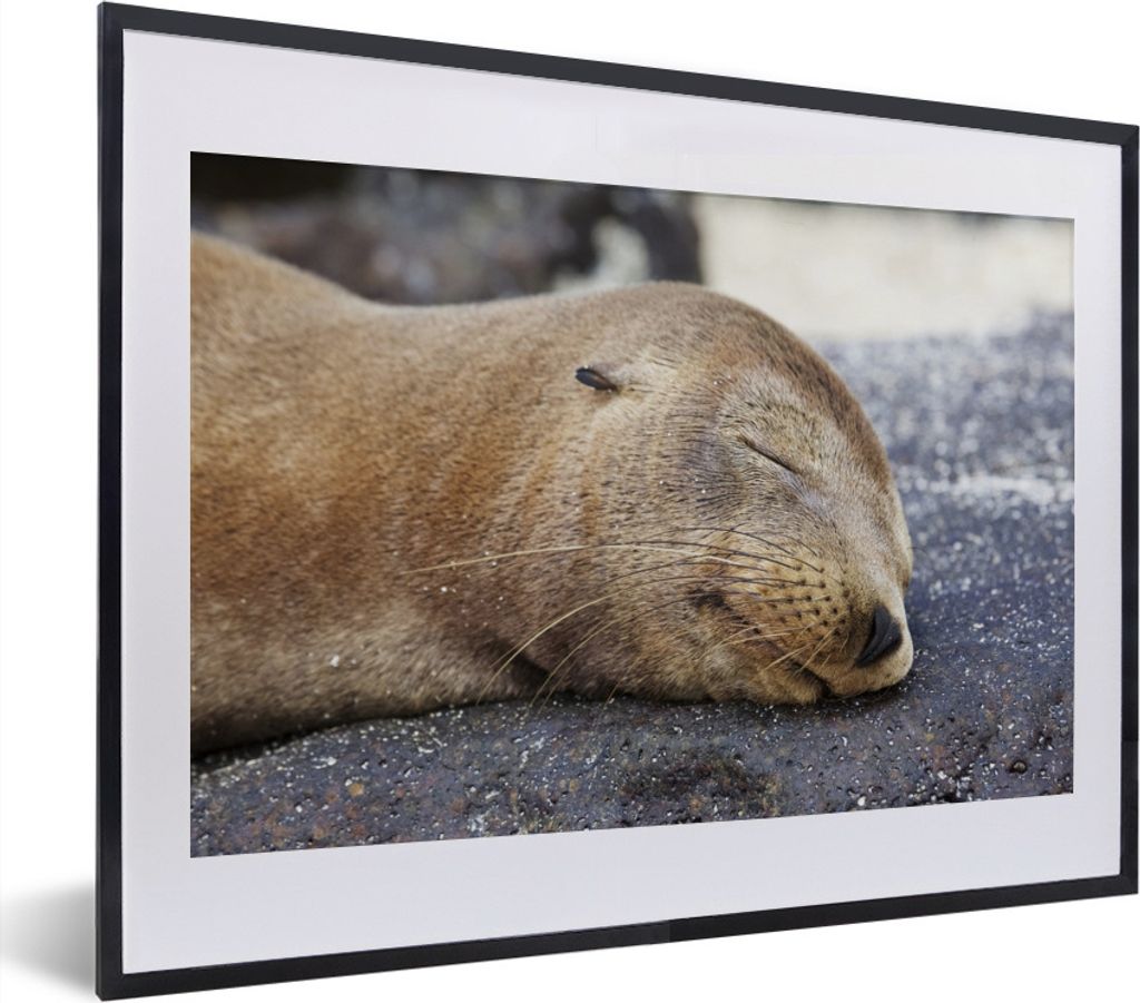 MuchoWow MuchoWow Gerahmtes Poster Nahaufnahme - Tiere - Steine 40x30 cm - Poster mit zchwarzem Bilderrahmen - Bilderrahmen - Poster im Rahmen