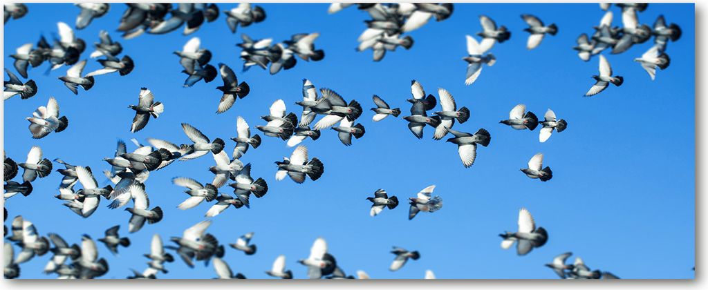 Tulup Leinwandbild - 125x50 cm - Wandkunst - Drucke auf Leinwand - Leinwanddruck - Tiere - Blau - Ein Schwarm Tauben