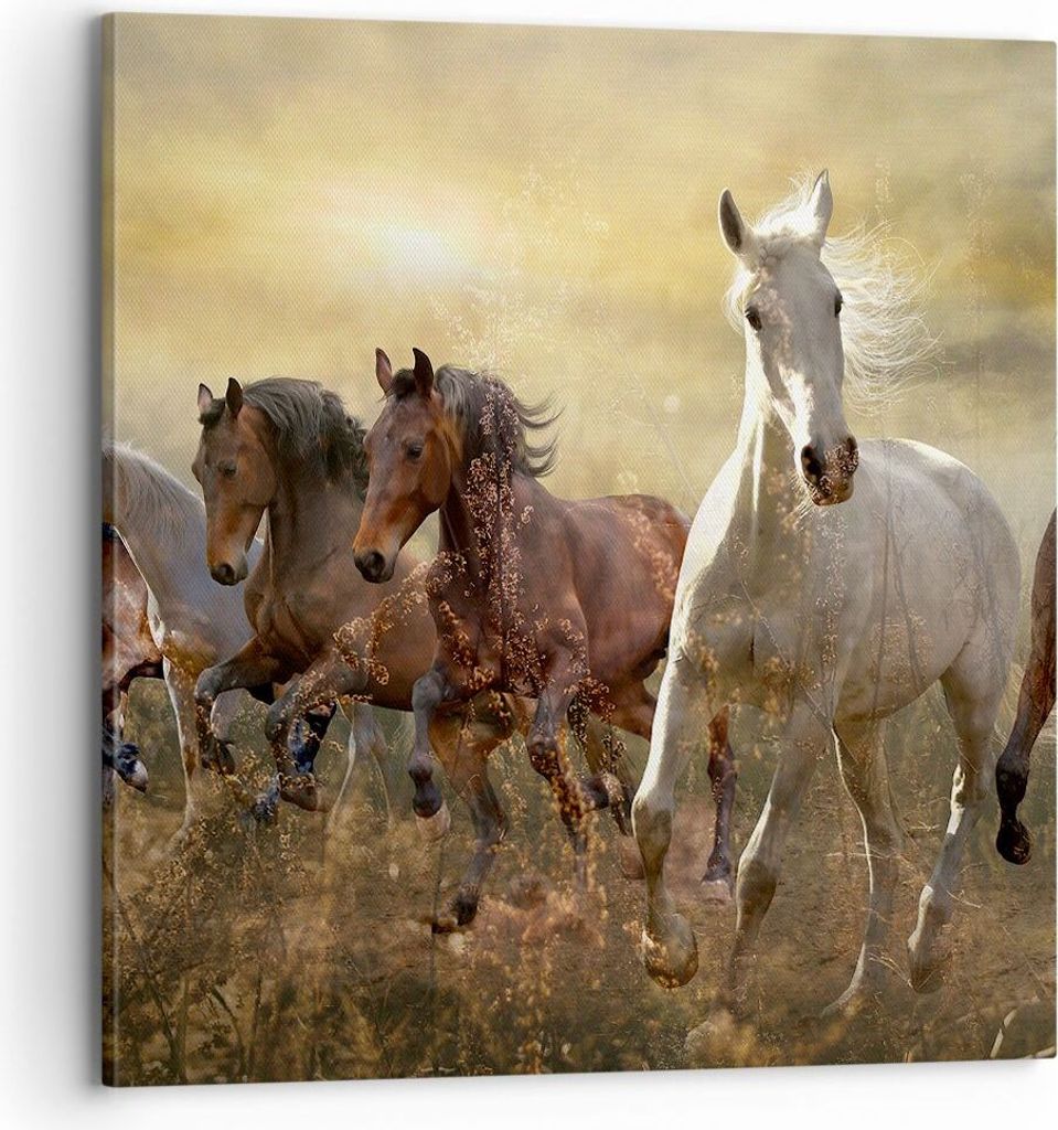 Bild auf Leinwand - Leinwandbild - Pferd Tier Natur - 70x70cm - Wand Bild - Wanddeko - Wandbilder - Leinwanddruck - Bilder - Kunstdruck - Wanddekor...