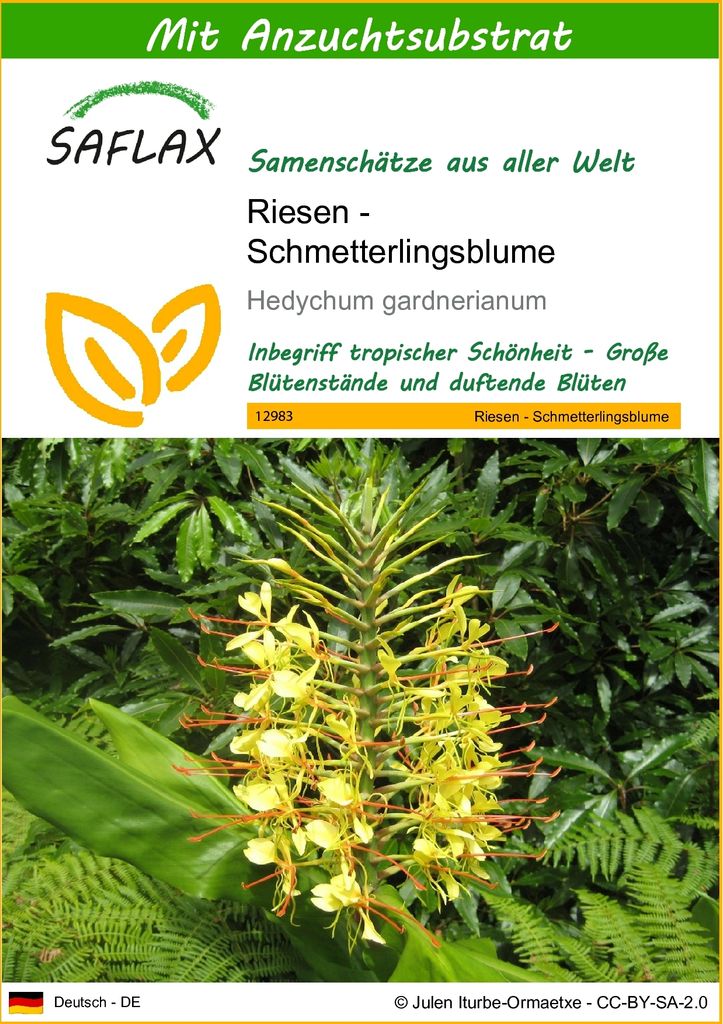 SAFLAX - Riesen - Schmetterlingsblume - 10 Samen - Mit keimfreiem Anzuchtsubstrat - Hedychum gardnerianum