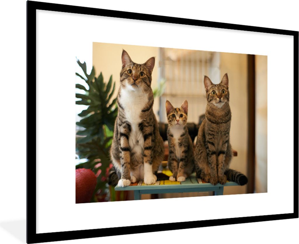 MuchoWow MuchoWow Gerahmtes Poster Drei Katzen auf kleinem Tisch 90x60 cm - Poster mit zchwarzem Bilderrahmen - Wanddekoration - Fotos
