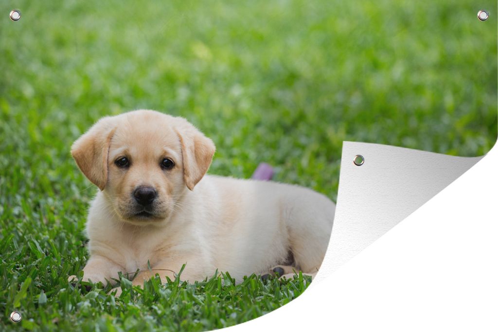 MuchoWow 60x40 cm Outdoor-Poster Gartendeko Sichtschutz Garten Poster für den Garten Labrador-Welpe im Gras