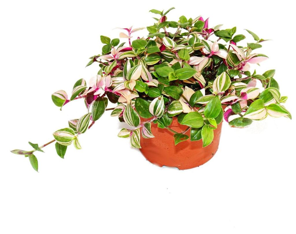 Exotenherz Dreimasterblume Tradescantia quadricolor Produktbild 
