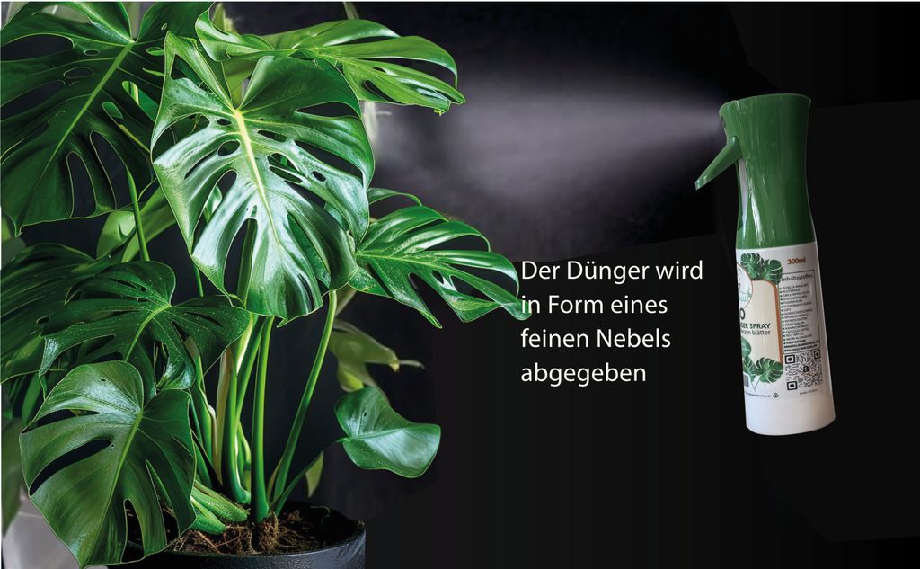 neon monstera Monstera Adansonii Neon “new Hybrid”
