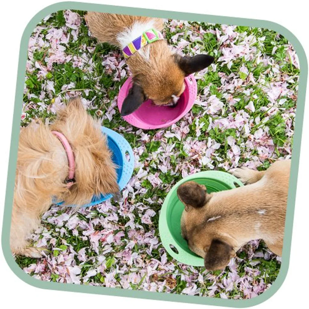 BecoBowl Travel Pink M - Ciotola Cane Pieghevole Eco Sostenibile