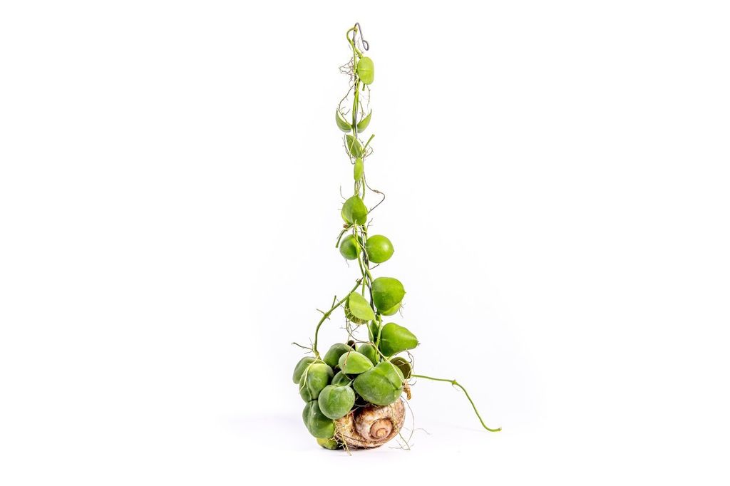 Gardners Dischidia pectenoides Snaily, priemer 8 cm Obrázok produktu 