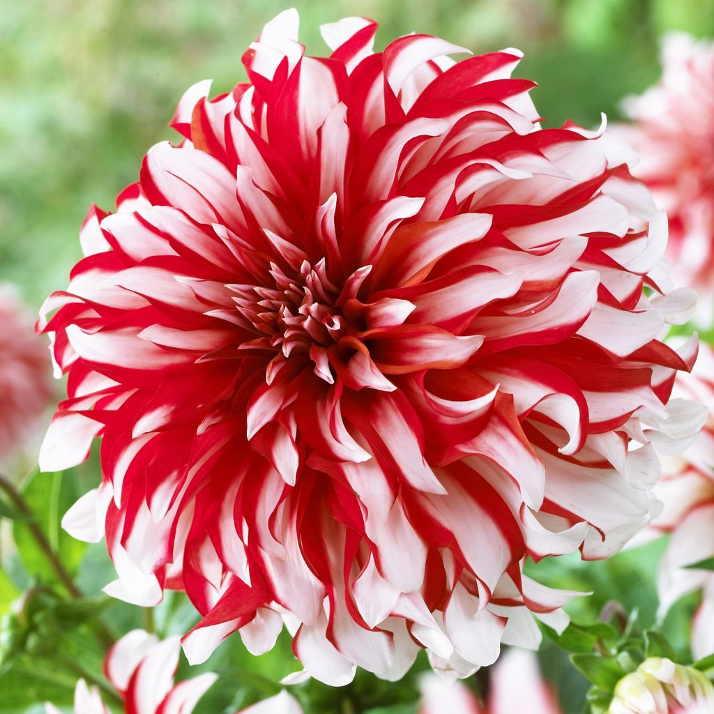 Dahlie Knolle Sommerblumen Herbstblumen Dekorative Dahlie Santa Claus 1 St.