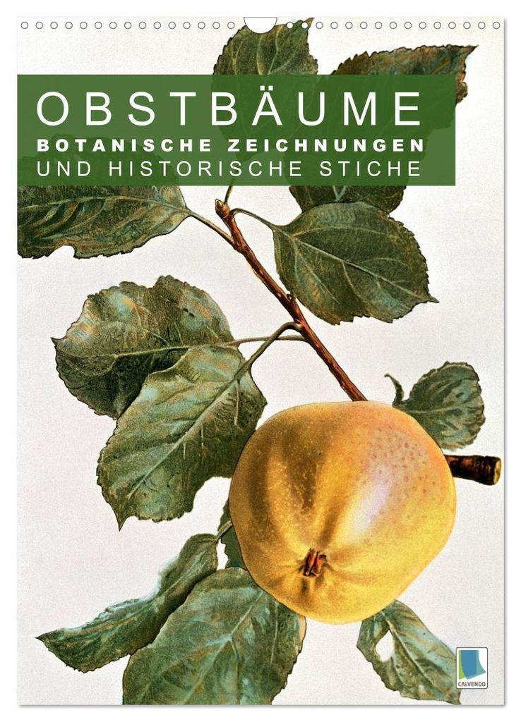 Obstbäume: Botanische Zeichnungen und historische Stiche (Wandkalender 2027 DIN A3 hoch), CALVENDO Monatskalender