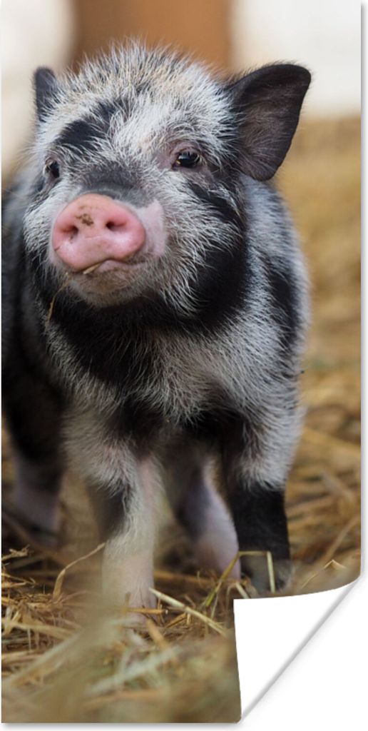 MuchoWow Poster Schwein - Tiere - Ferkel 75x150 cm - Dekoration für die Wände
