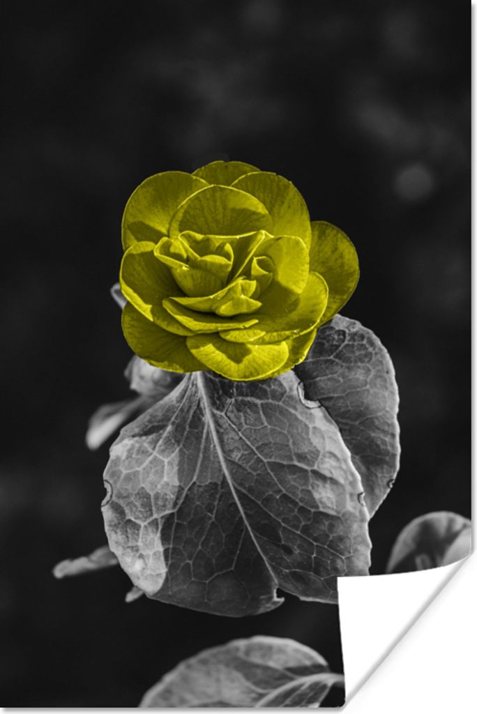 MuchoWow Poster Blumen - Rose - Gelb - Schwarz - Weiß 80x120 cm - Papierdruck