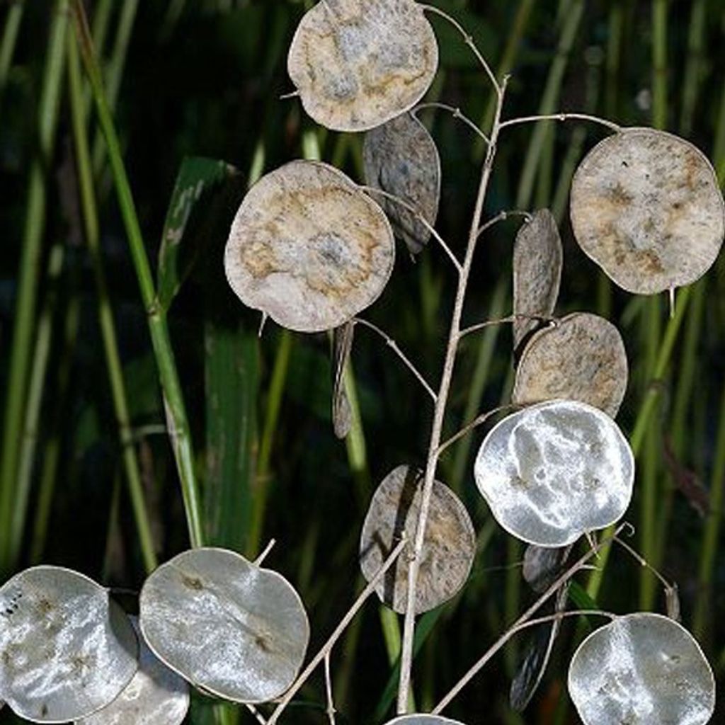 6 x Plante bisannuelle - Lunaria annua | Pot 9cm x 9cm Image du produit 