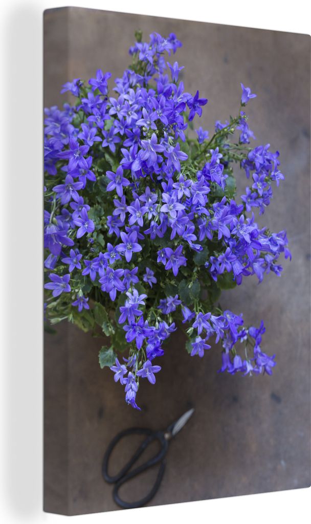 OneMillionCanvasses - Leinwandbilder - 90x140 cm, Schere neben einem Topf mit einer Campanula, Wandbilder Kunstdruck Wanddekoration - Wandschmuck...