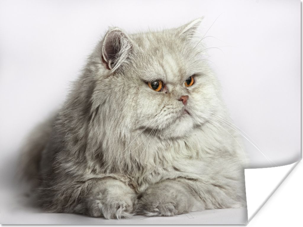MuchoWow Poster Graue Perserkatze 80x60 cm - Kunst für zu Hause