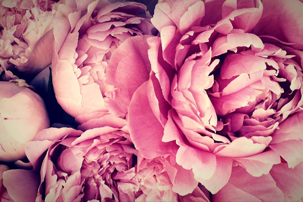 Muralo Fototapete Blumen 225 (B) x 150 (H) cm Vlies Tapete Wandtapeten Wohnzimmer Schlafzimmer moderne Wandbilder XXL Pflanzen Natur Wand Dekoration