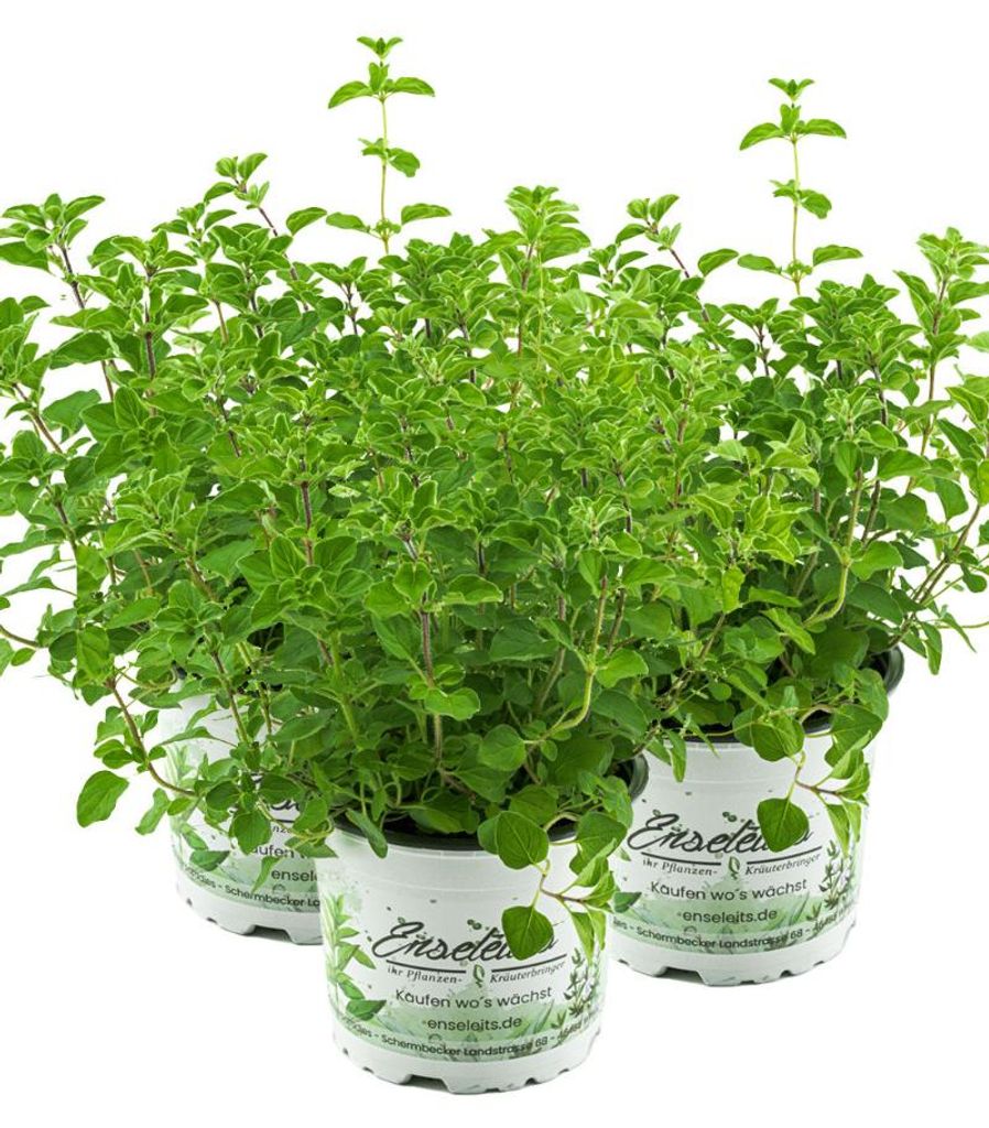 Enseleits 3er Set Oregano, frische Küchenkräuter Pflanze