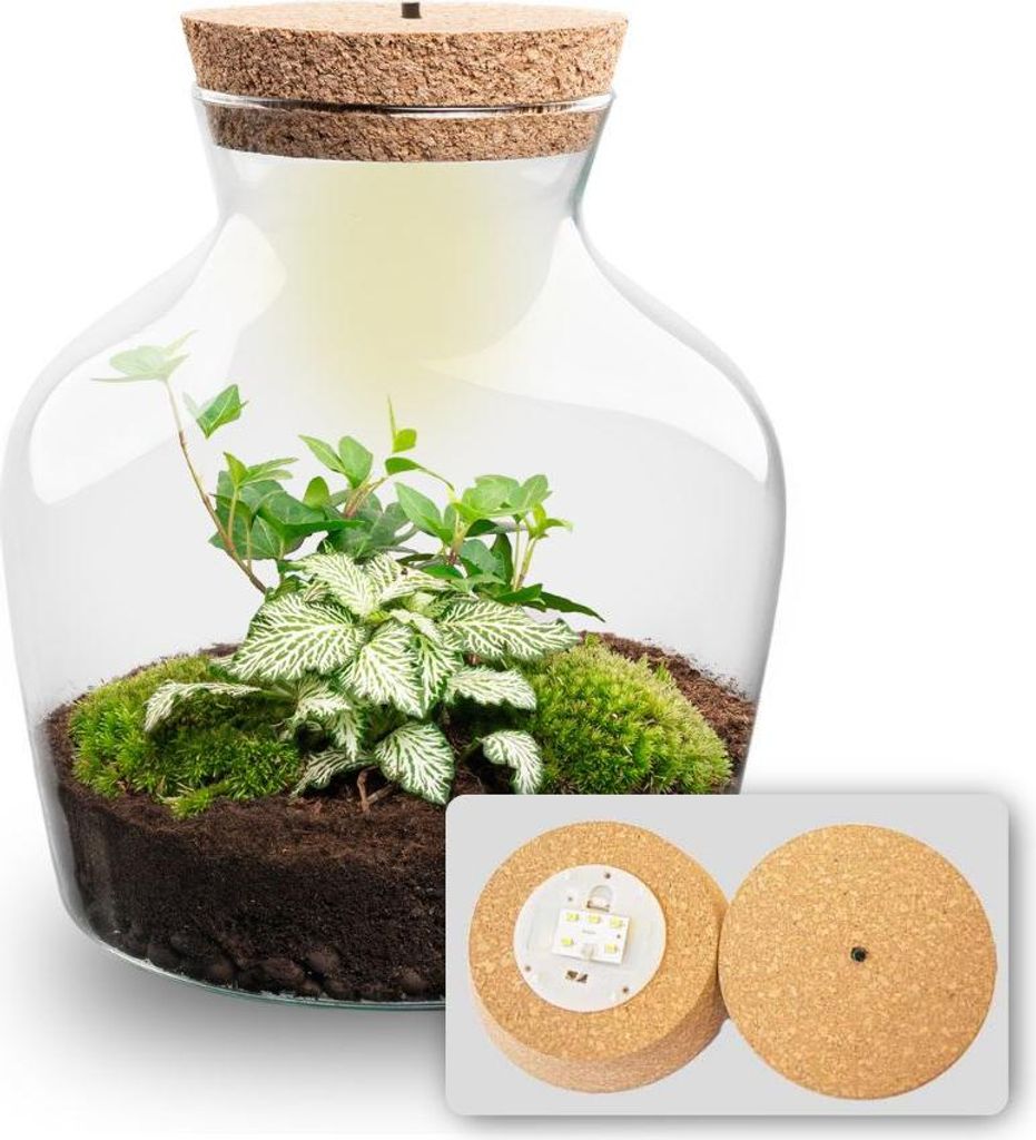 Flaschengarten - Little Joe - Ökosystem mit Pflanzen im Glas - ↑ 21,5 cm