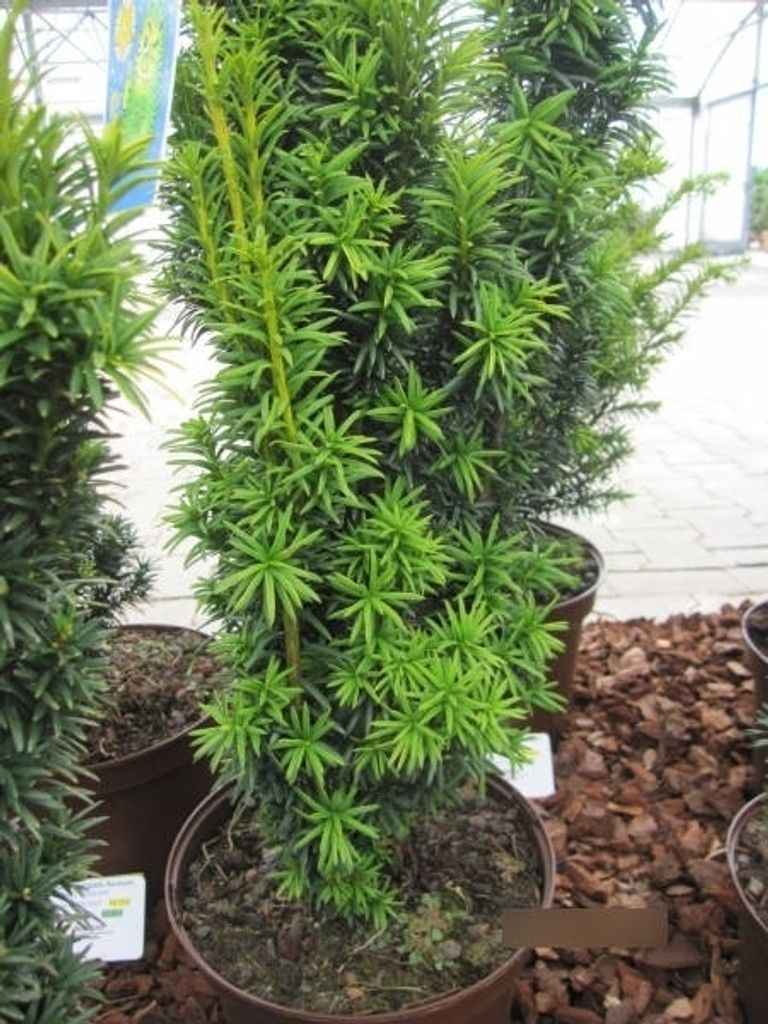 Taxus baccata fastigiata Goldstar - Goldgelbe Säuleneibe - 30-40
