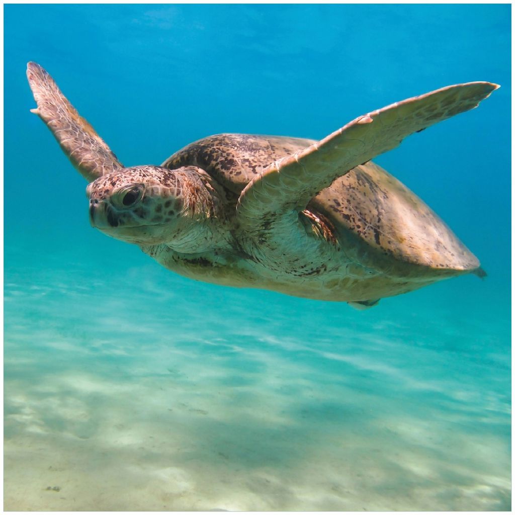 Wallario Premium Glasbild, freischwebende Optik, kräftige Farben, Größe 30 x 30 cm Motiv Meeresschildkröte