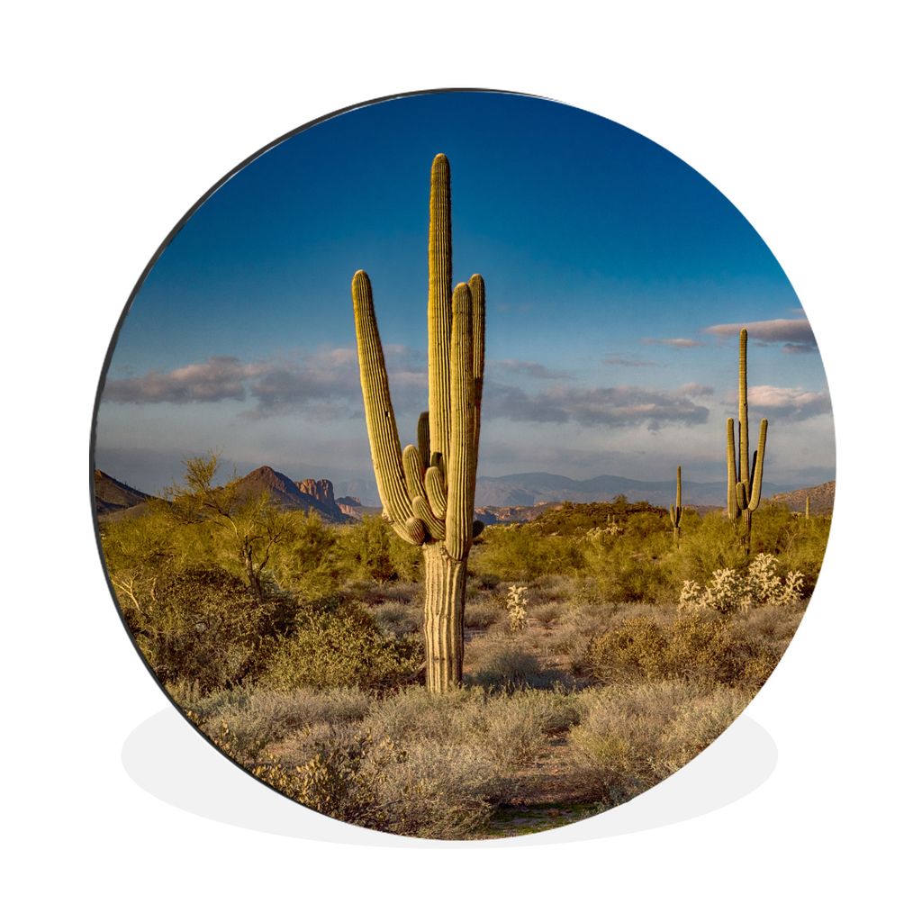 MuchoWow Aluminium Wandkreis Kaktus bei Sonnenuntergang in Arizona Ø 30 cm Wanddeko Modern Wohnzimmer - Wand Bild - Wohnzimmer - Runde Bilder - ...