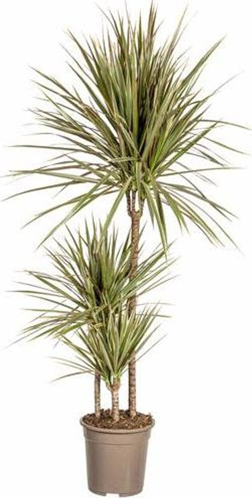 Dracaena Marginata Bicolor Drachenbaum Ø21cm 110-130cm Produktbild 