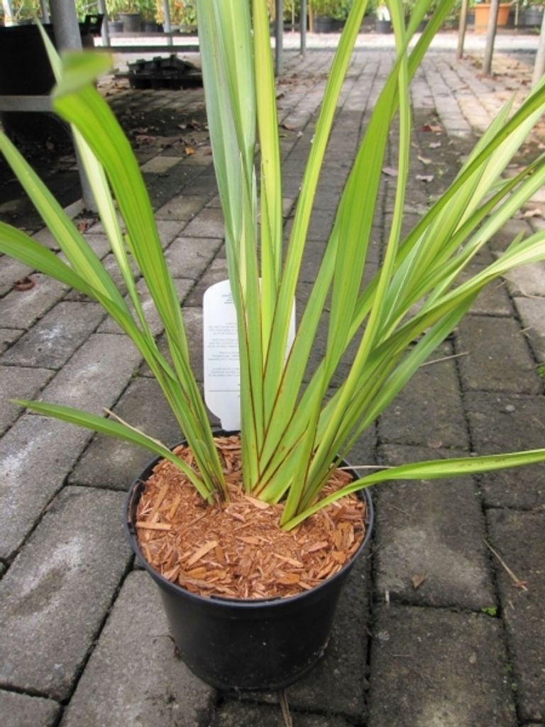 Phormium tenax Yellow Wave - Neuseelandflachs Yellow Wave
