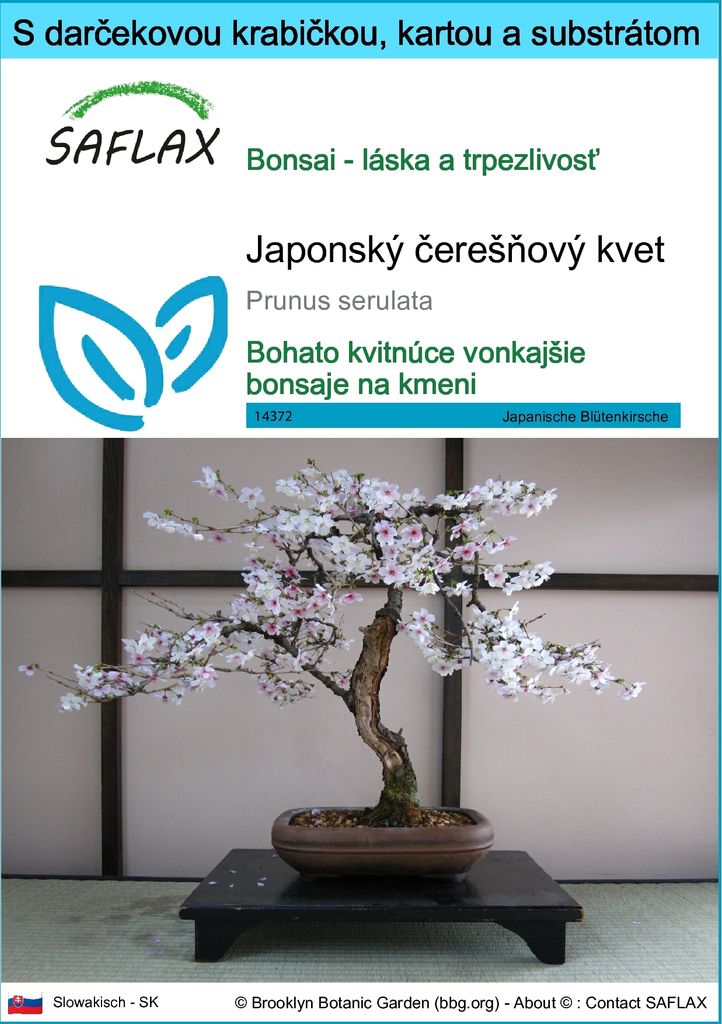 SAFLAX Darčeková sada - Japonský čerešňový kvet - Prunus Obrázok produktu 