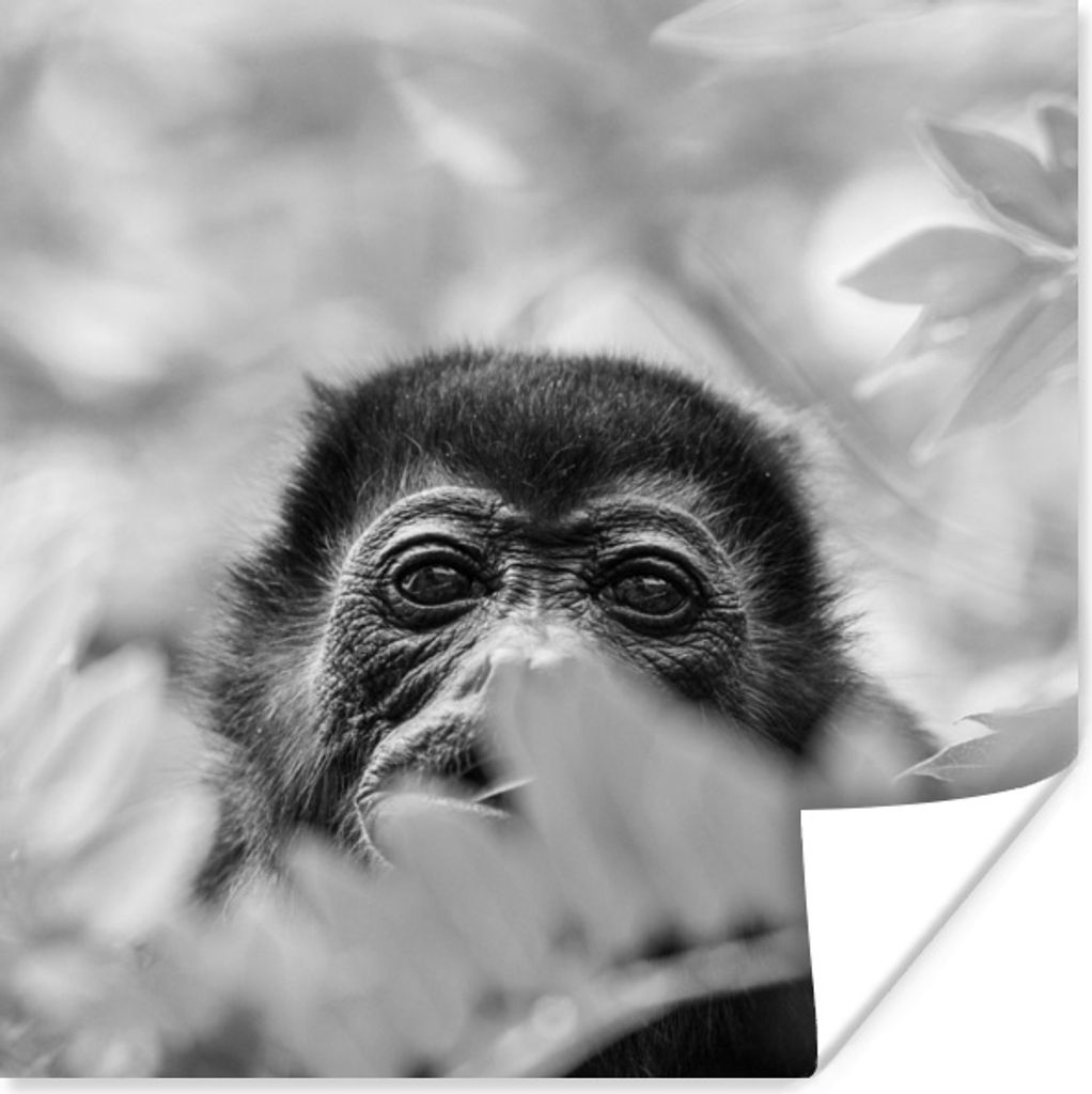 MuchoWow Poster Porträt eines Brüllaffen in der Landschaft von Costa Rica in Schwarz-Weiß 30x30 cm - Wandposter - Printing