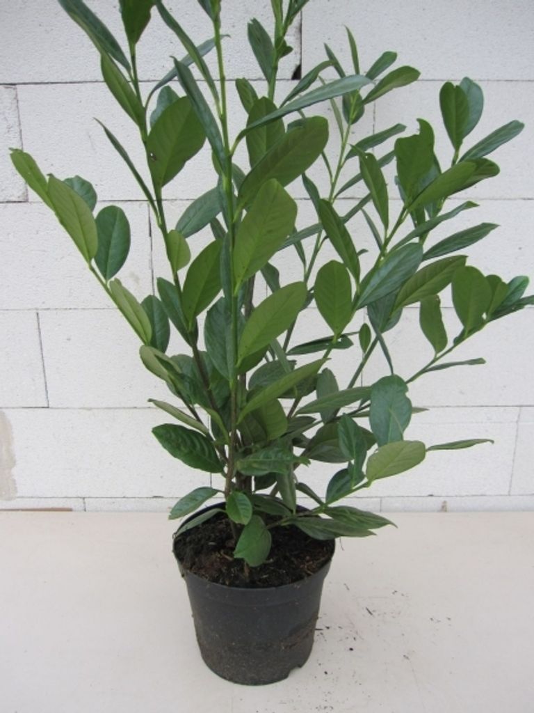 Prunus laurocerasus Arktis - Lorbeerkirsche Arktis 60-80cm
