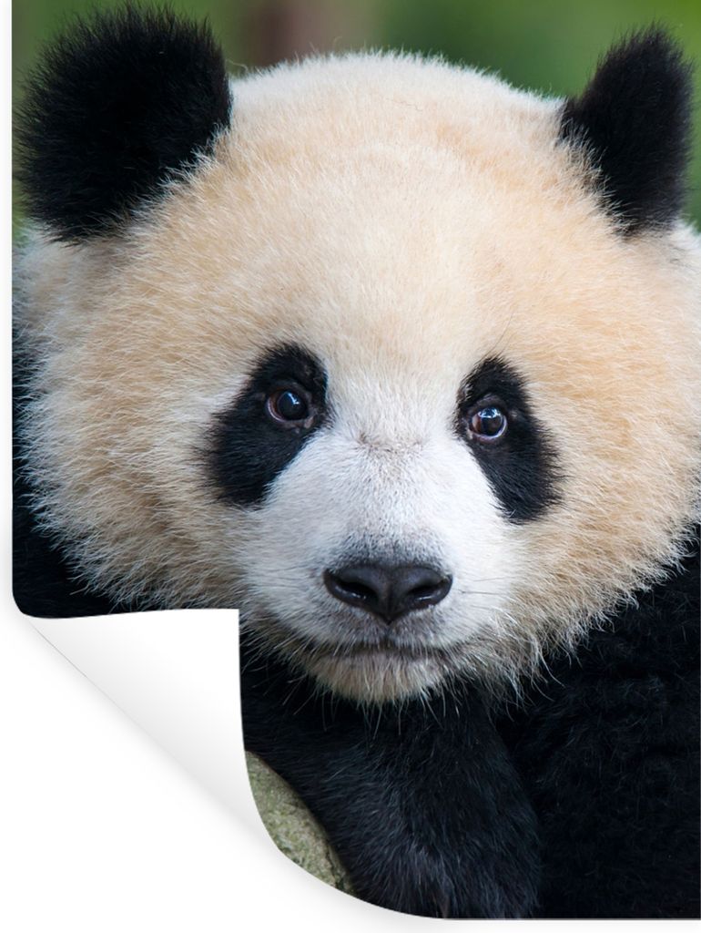 MuchoWow Wandtattoo Wandsticker Wandaufkleber Panda - Wildtiere - Porträt - Stein 60x80 cm Selbstklebend und Repositionierbar - Repositionierbar...