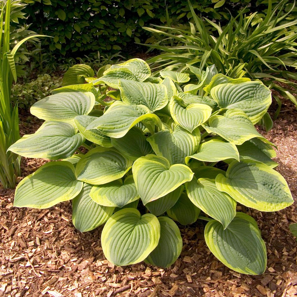 Funkie Hosta Knolle Zierblätter Staude Funkie Abiqua Moonbeam 1 St.