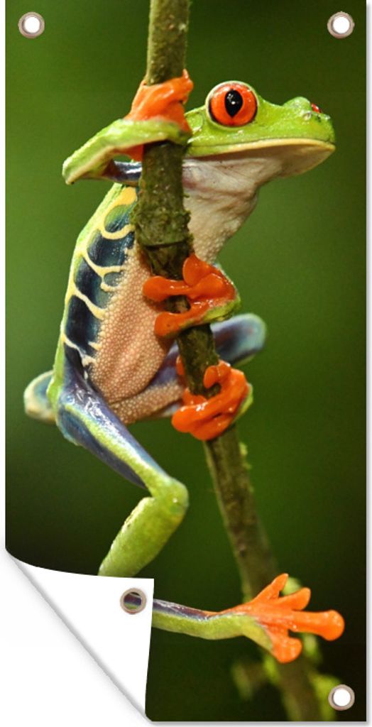 MuchoWow 80x160 cm Outdoor-Poster Gartendeko Sichtschutz Garten Poster für den Garten Rotaugenlaubfrosch im Dschungel