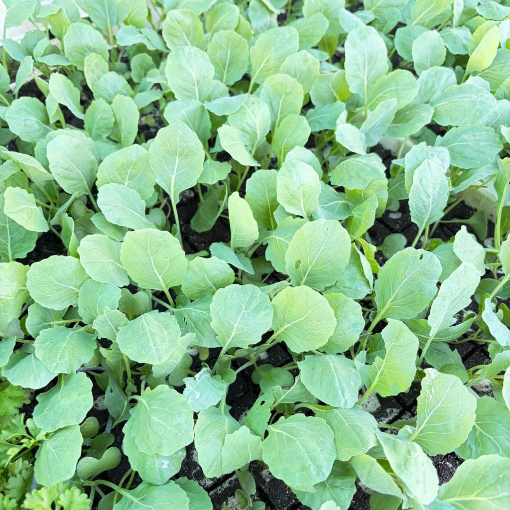 Rosenkohl Jungpflanzen 12er Set Produktbild 