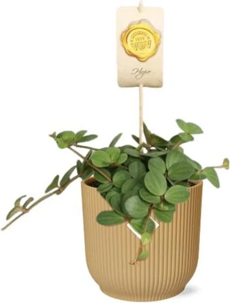 Peperomia Hope - Poivre nain en pot Vibes Fold jaune Ø14cm - Plante Deco