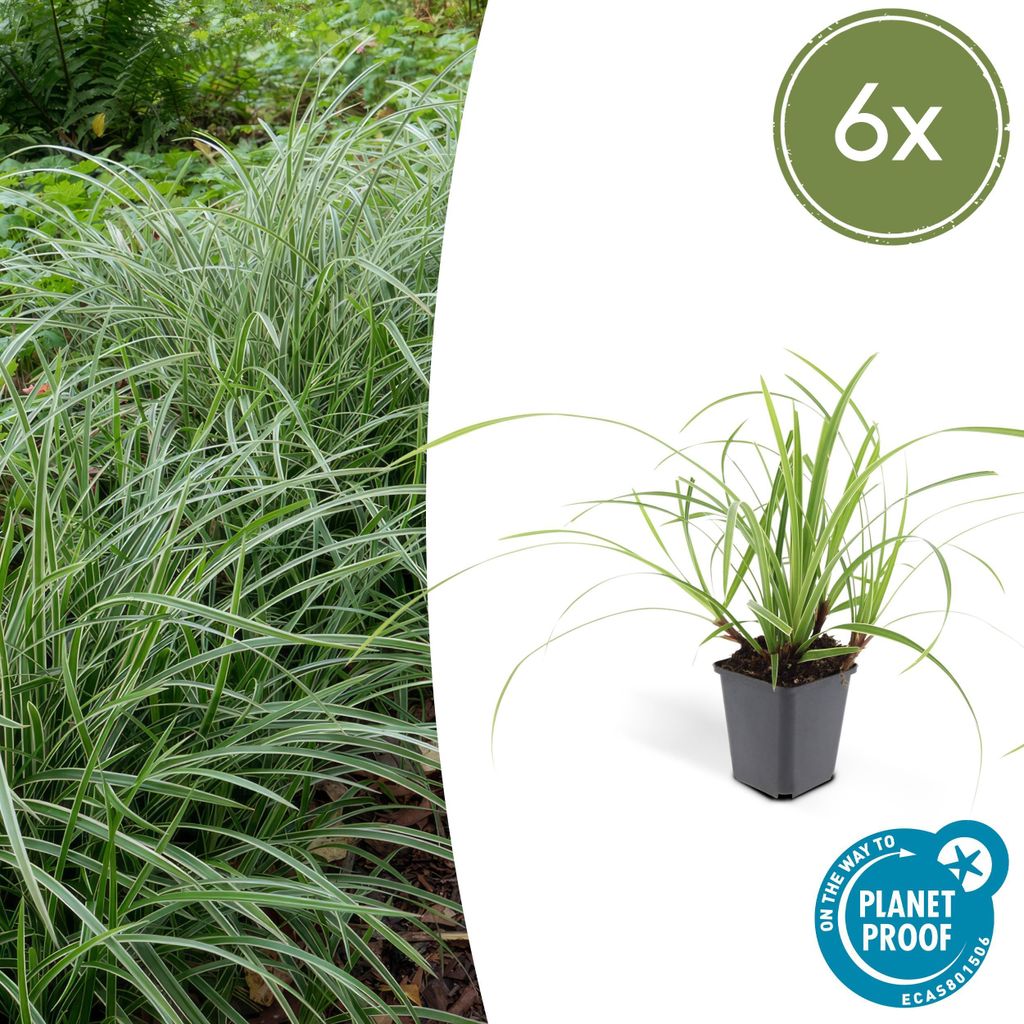 Carex morrowii 'Ice Dance' | 6 Stücke - 10-25cm - Ø9cm - Gartenpflanze - Multideal