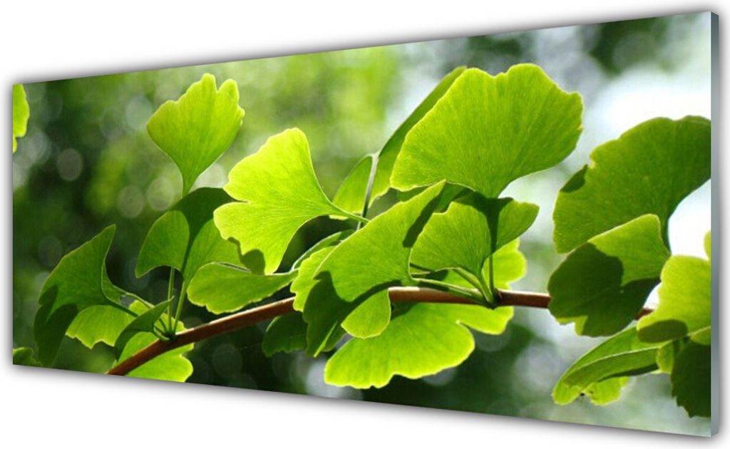 Acrylglasbilder 125x50 Wandbild Druck Zweig Blätter Pflanzen