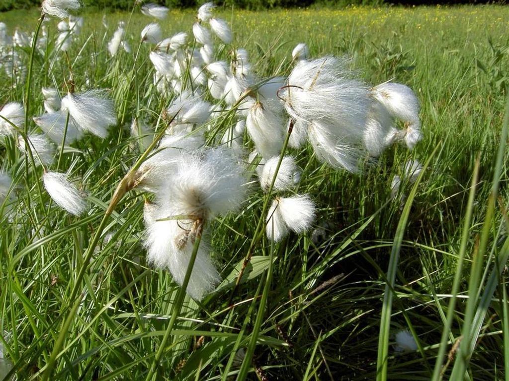 Stauden Gänge 10 x Eriophorum angustifolium 1 Liter Topf - Schmalblättriges Wollgras - Tanzende Wattebäusche im Wind