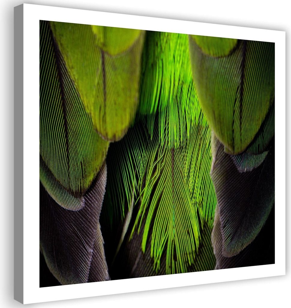 Leinwandbild vögel federn grün natur 40x40 cm Feeby grün wandbild bereit zum aufhängen
