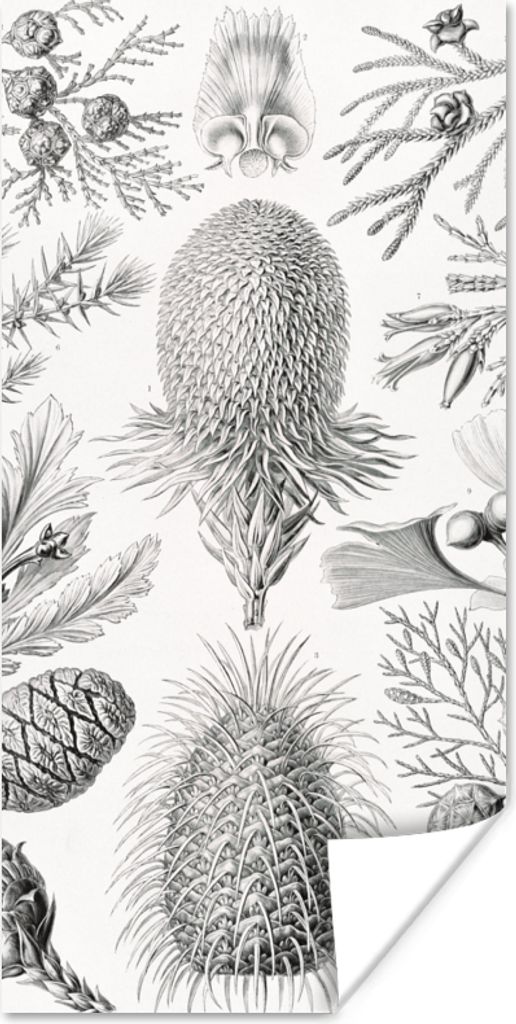 MuchoWow Poster Koniferen - Ernst Haeckel - Kunst - Retro - Illustration - Natur 60x120 cm - Wandschmuck