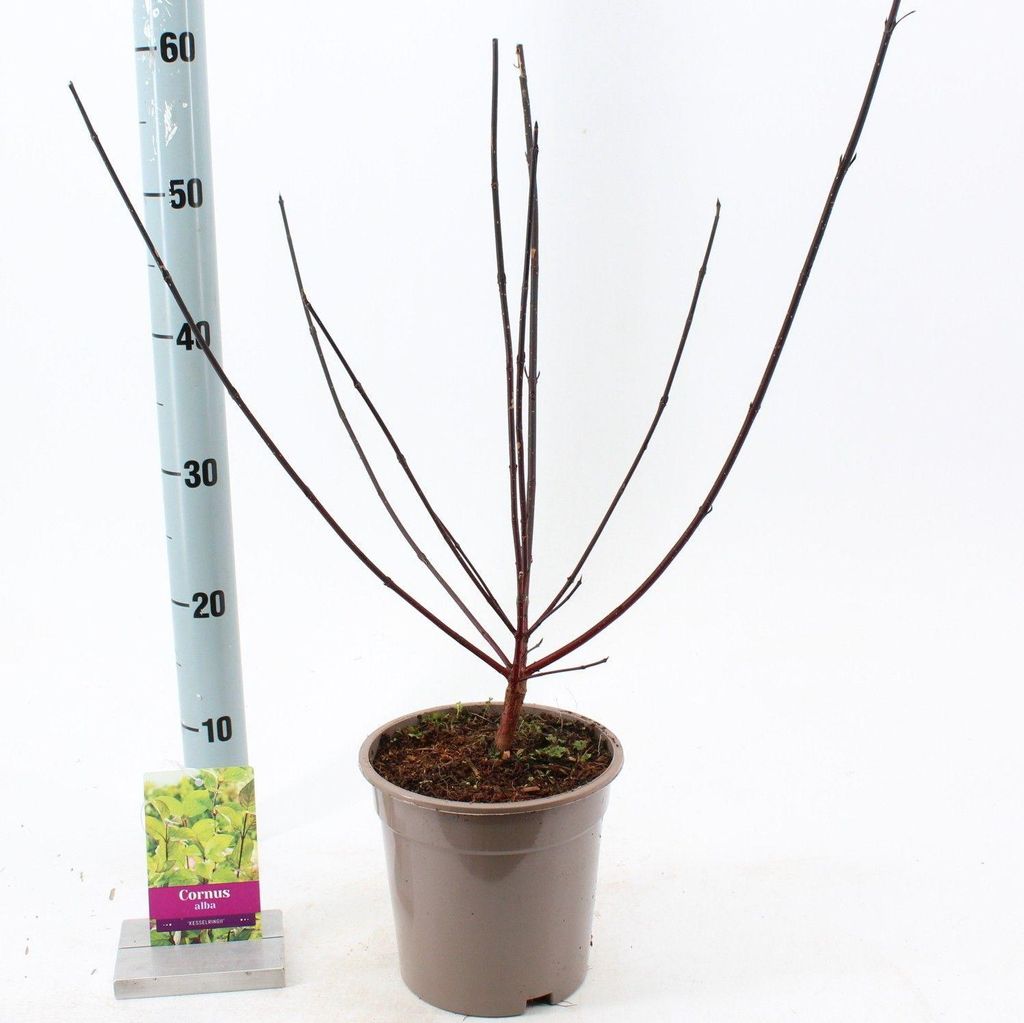 Cornus alba 'Kesselringii' - Hartriegel | 40-60 cm im Topf