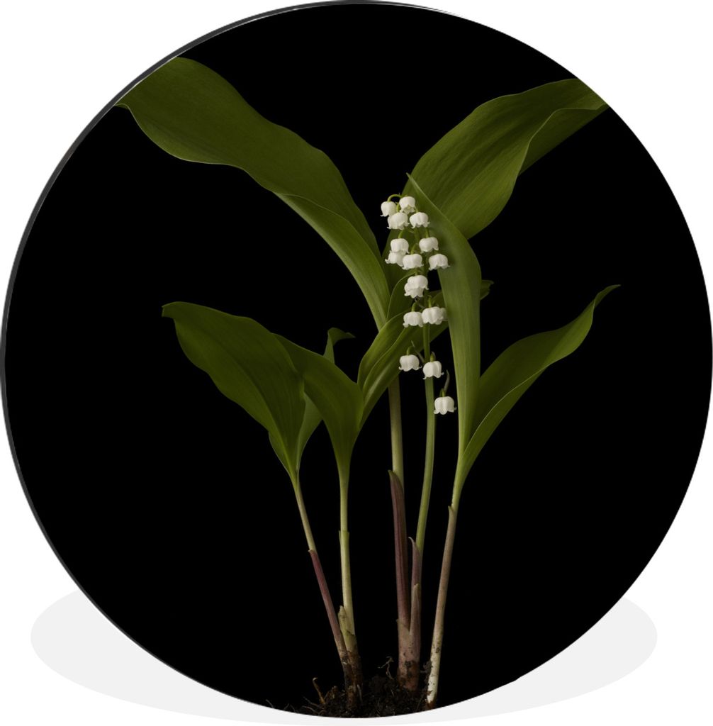 MuchoWow Aluminium Wandkreis Maiglöckchen mit Blättern auf schwarzem Hintergrund Ø 60 cm Wanddeko Modern Wohnzimmer - Wand Kreis - Wandbild - ...
